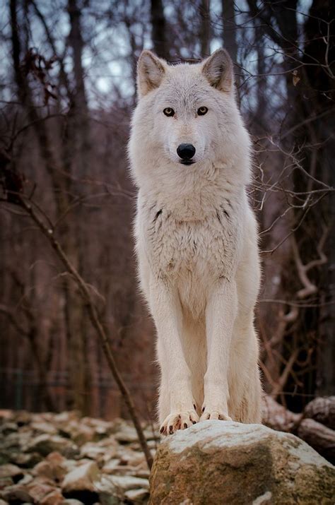 1000 Images About Wolves On Pinterest Gray Wolf Timber Wolf And