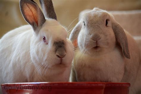 Hey You Eat Your Own Dinner — The Daily Bunny