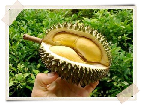 In the klang valley, popular durian sellers like durian king ttdi and durian ss2 will serve durian cendol or ais kacang, which. Durian: The King of Fruits—Penang, Malaysia | A Growing ...