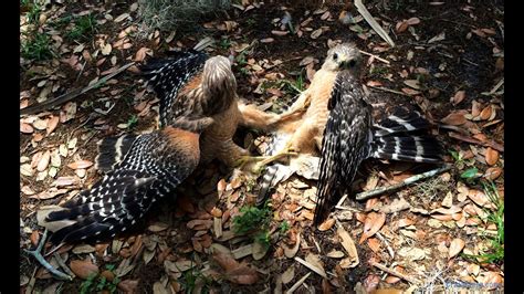 Buteo hawks, the most common native hawks, share many physical similarities with eagles. Red Shouldered Hawks. Fight over territory - YouTube