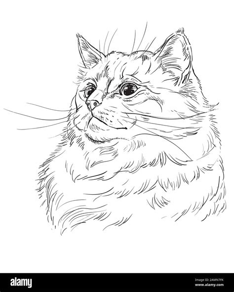 Realistic Cat Lineart