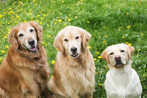 Labrador Vs Golden Retriever Which Breed Is Best For You
