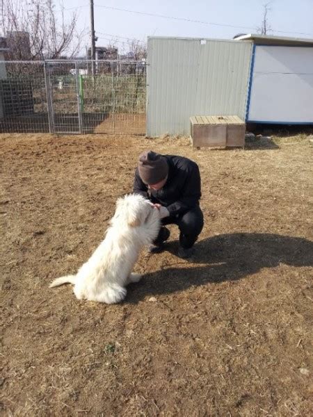 Track additional assets & more. Bear | Adopt a dog in Goyang - 고양