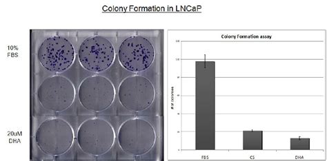 Colony Formation Assay Cfclncap Cells Treated With N 6 Aa Or N 3