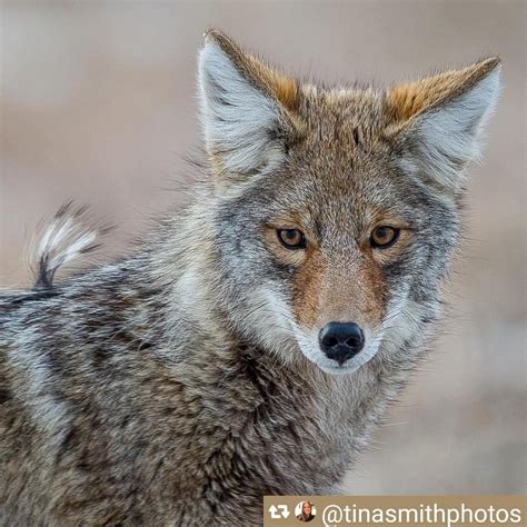 Coyote Watch Canada On Instagram Good Day Sunshine Coyotes