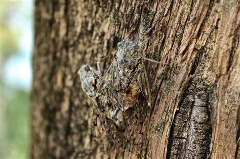 Harmful Cicadas On A Tree Trunk Free Image Download