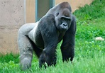 Gorilas de lomo plateado