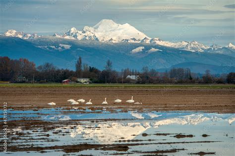 Trumpeter Swans Resting After Their Fall Migration From Alaska With Mt