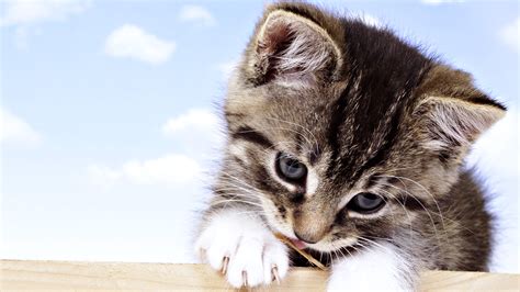 Cute Baby Cat Macro Wallpapers Hd Desktop And Mobile