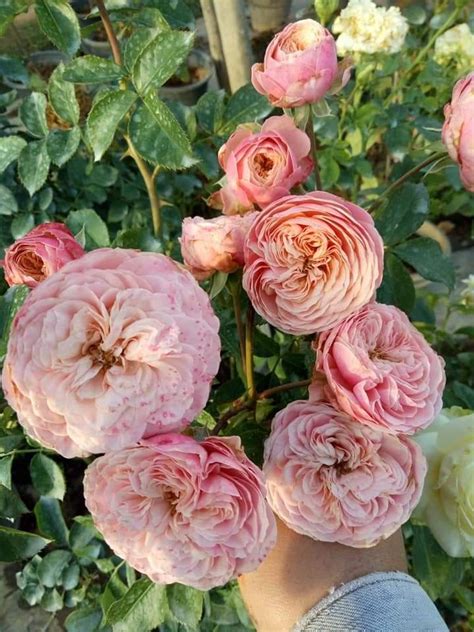 Victorian Classic Roses Victorian Classic Flowers Plants Derby