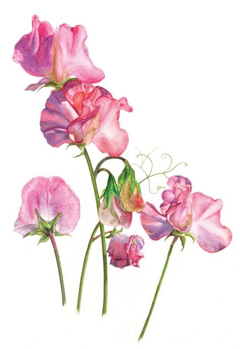 Sweet Pea  Botanical Flowers Print Flower Drawing Flower Art