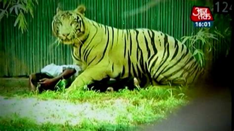 White Tiger Kills Youth In Delhi Zoo Youtube