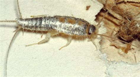 How To Get Rid Of Silverfish Completely From Your House 100 Safely