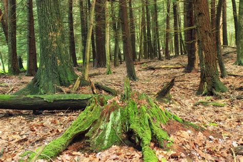 Free Images Tree Nature Wilderness Hiking Trail Leaf Stump