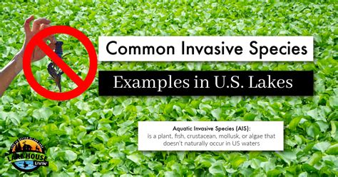 Common Invasive Species Examples In Us Lakes Lake House Livin