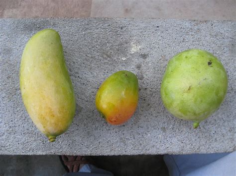 Mango! | L-R: Mango Mais (corn mango), Mango, Mango Blan (wh… | Flickr