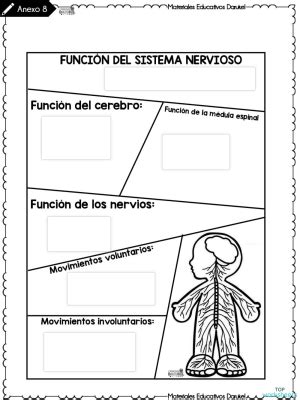 Ciencias Sistema Nervioso Ficha Interactiva Topworksheets Sexiz Pix
