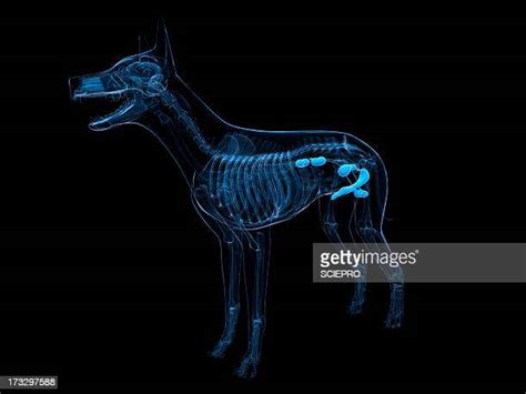 Canine Urinary Tract Photos And Premium High Res Pictures Getty Images