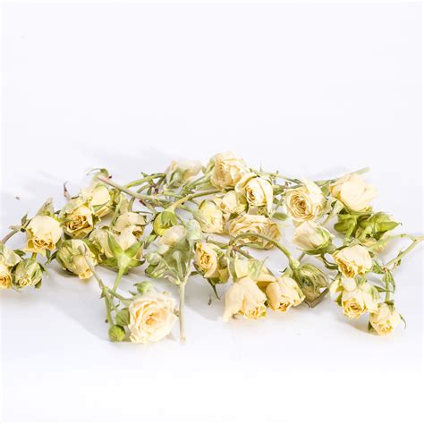 Today we use two methods to make dried flowers # 1 use silica gel crystals (desiccant) to make dried flowers# 2 natural air dry flowerstwo flowers are. Dried Spray Rose Heads (With images) | Preserved flowers ...