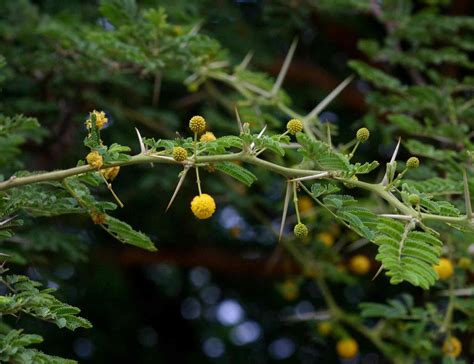Flora Of Zimbabwe Species Information Individual Images Acacia Nilotica