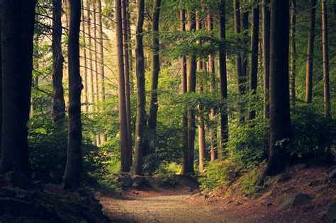 Woods Trees Pathway · Free Photo On Pixabay