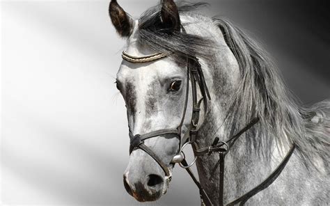 Here you can find the best black 3d wallpapers uploaded by our community. 3D Black and White Horse Wallpaper | HD Animals and Birds ...