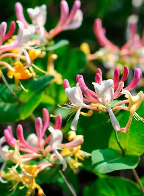 Tggs Fav Fragrant Flowers The Garden Glove