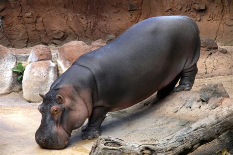 Hippopotamus Honolulu Zoo Society