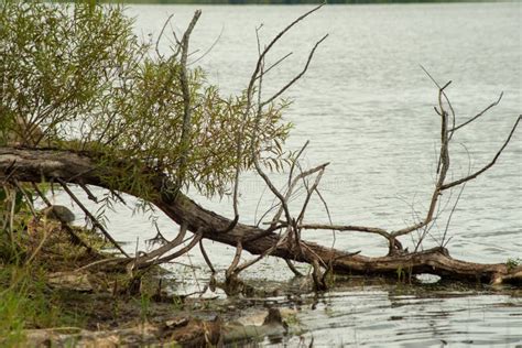 Tree In The Water Along The Lakeshore Stock Photo Image Of