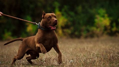 15 Most Popular Fighting Dog Breeds And Why Theyre Good At Fighting