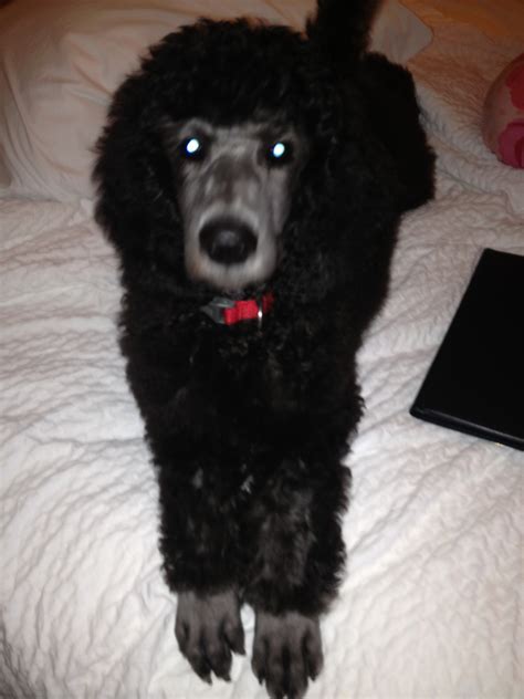 These standard parti poodles have some really fantastic colors and unique markings. Poodle Puppies For Sale | Colorado Springs, CO #213169