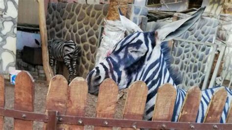 Egyptian Zoo ‘paints Donkey To Look Like Zebra The Week Uk