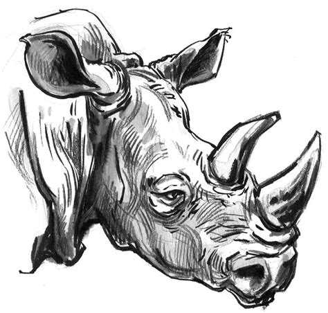 African Rhino Ink And Pencil Field Sketch Gary Geraths Pictures To