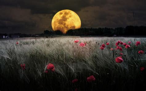 Moon Night Flowers Hd Wallpaper Nature And Landscape Wallpaper Better