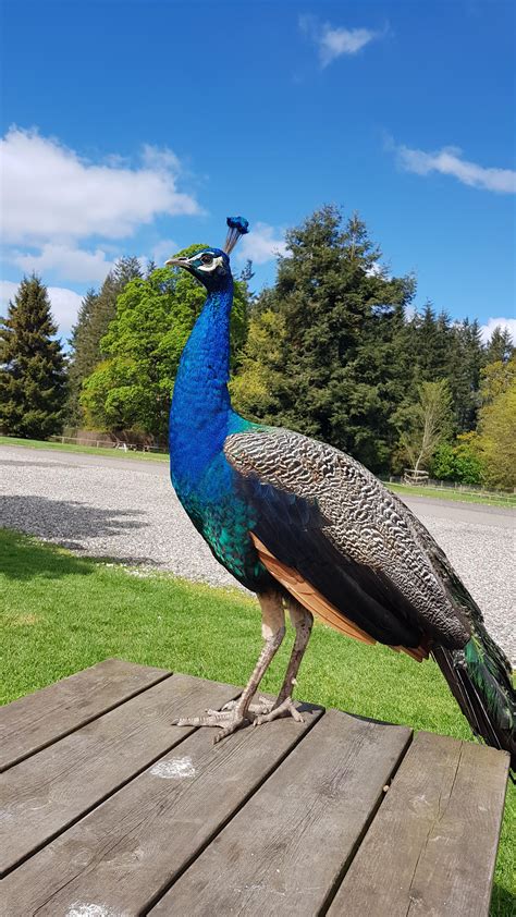 Male Peacock Jumped On Our Table During Our Picnic Wildlifephotography