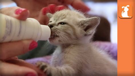 Only real amateur captures, selfies, vines, webcams, videos of daddy girls. Bottle Baby Kittens (Cute Compilation) - Kitten Love - YouTube