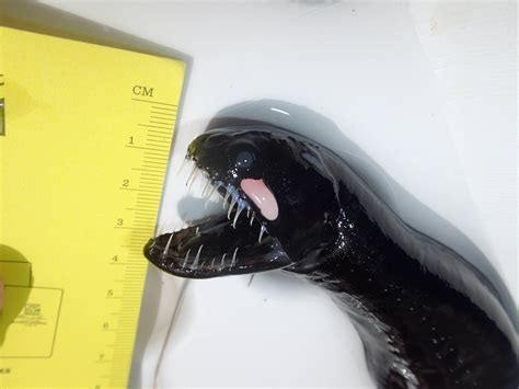 Terrifying Deep Sea Animals The Alien Scaleless Dragonfish Strange