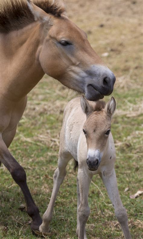 year brings  przewalskis horse foal zooborns