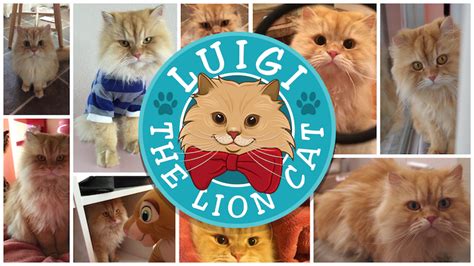 Luigi The Lion Cat Official Website