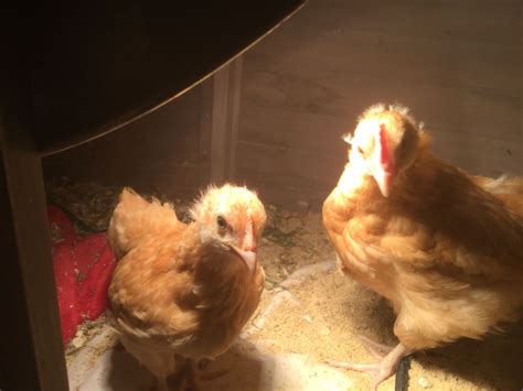 Gender Buff Orpington Chicks Backyard Chickens Learn How To Raise Chickens