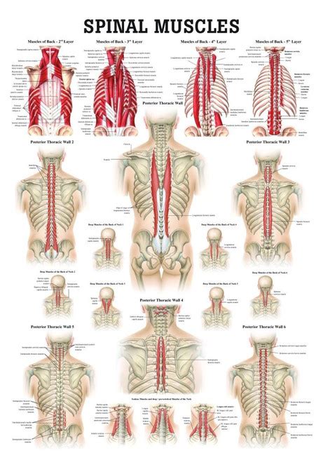 Human Muscles Of The Spine Poster Clinical Charts And Supplies