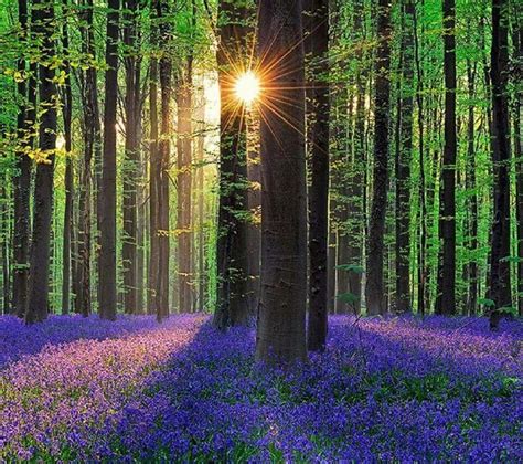 Forest Mystical Forest Blue Bell Flowers Beautiful Forest