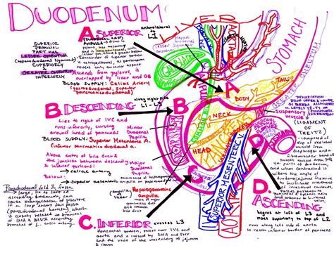 Hansons Anatomy Med School Notes And Study Guides Gi System E Book