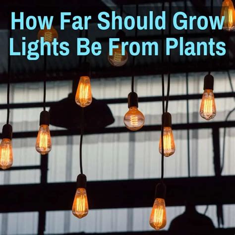 How Far Should Grow Lights Be From Plants Hid Led T5