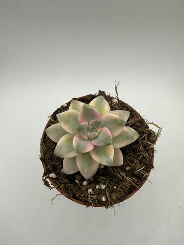 Graptopetalum Victor Kane Variegata Joya Suculenta