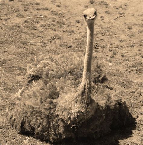 The Ostrich Is One Or Two Species Of Large Flightless Birds Stock Image Image Of Environment