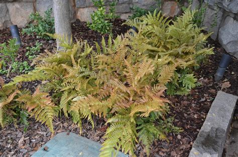 Autumn Fern Changes With The Seasons What Grows There Hugh Conlon Horticulturalist Garden
