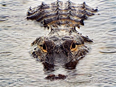 Alligator In The Everglades Mississippiensis Stock Photo - Download ...