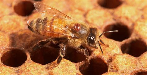 Managing Varroa Mites In Honey Bee Colonies Mississippi State