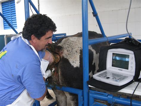 Ultrassonografia Em Bovinos Portal Para Profissionais Veterinários